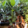 Bay Leaf Live Plant – Laurus Nobilis Starter in 3 inch Pot - Image 1