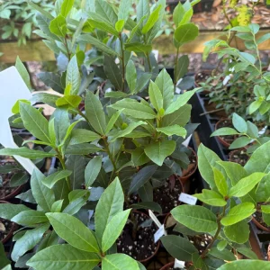 Bay Leaf Live Plant – Laurus Nobilis Starter in 3 inch Pot - Image 2