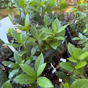 Bay Leaf Live Plant – Laurus Nobilis Starter in 3 inch Pot - Image 3