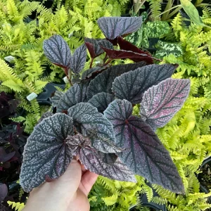 Begonia Angelwing Miss Mummy Live Plant – 4.5" Pot – Indoor Houseplant - Image 2