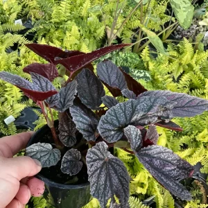 Begonia Angelwing Miss Mummy Live Plant – 4.5" Pot – Indoor Houseplant - Image 3