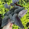 Begonia Angelwing Miss Mummy Live Plant – 4.5" Pot – Indoor Houseplant - Image 1