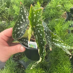 Begonia Angelwing 'My Special Angel' Live Plant – 4.5" Nursery Pot – Indoor/Outdoor - Image 2