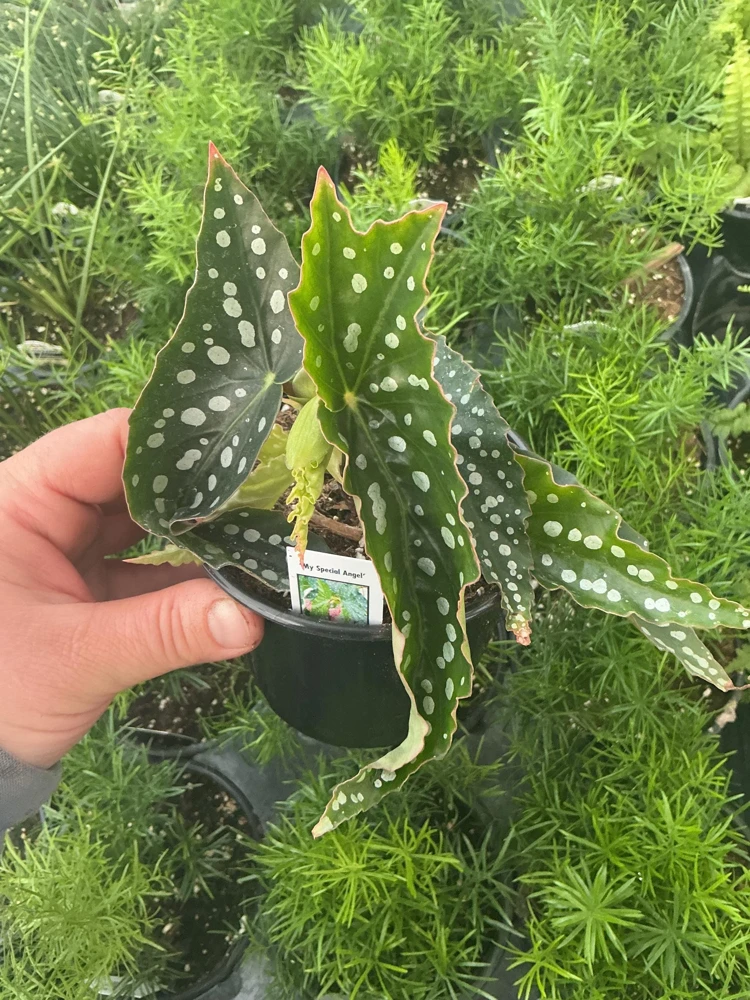 Begonia Angelwing 'My Special Angel' Live Plant – 4.5" Nursery Pot – Indoor/Outdoor - Image 2