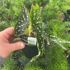 Begonia Angelwing 'My Special Angel' Live Plant – 4.5" Nursery Pot – Indoor/Outdoor - Image 3