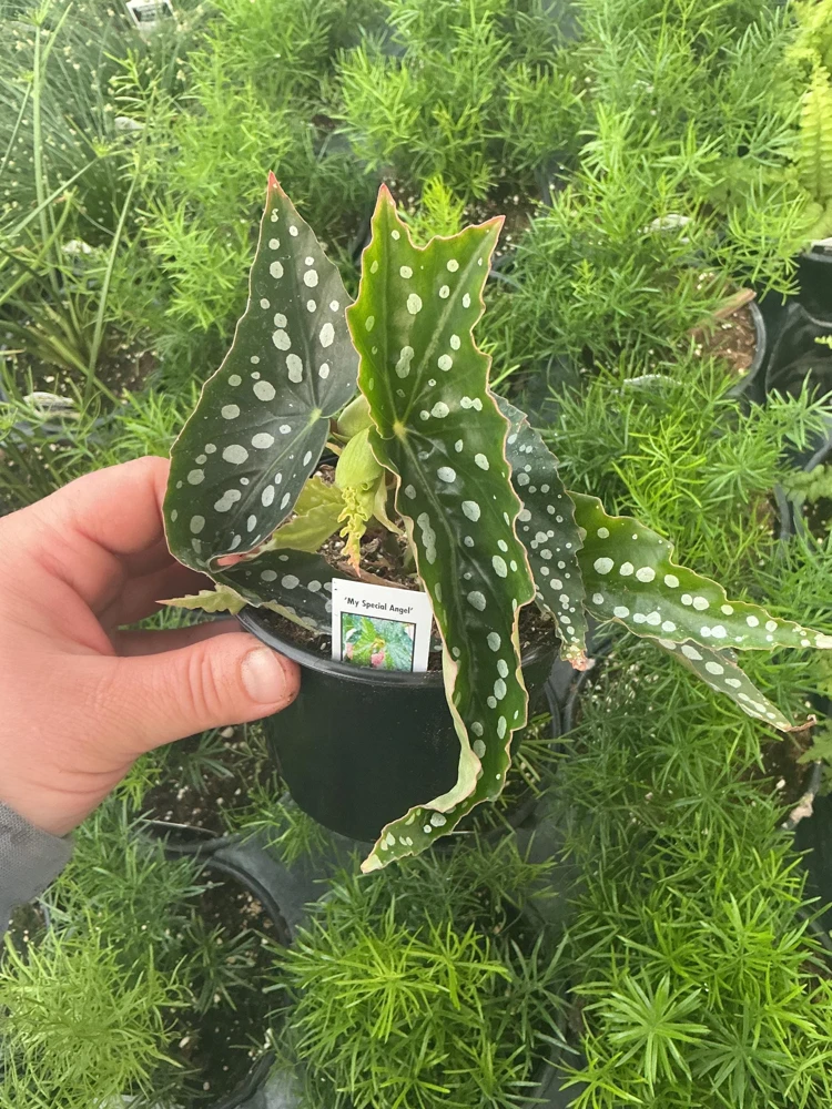 Begonia Angelwing 'My Special Angel' Live Plant – 4.5" Nursery Pot – Indoor/Outdoor - Image 3