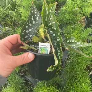 Begonia Angelwing 'My Special Angel' Live Plant – 4.5" Nursery Pot – Indoor/Outdoor - Image 4