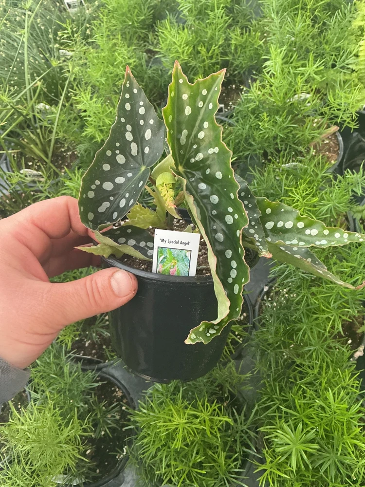 Begonia Angelwing 'My Special Angel' Live Plant – 4.5" Nursery Pot – Indoor/Outdoor - Image 4