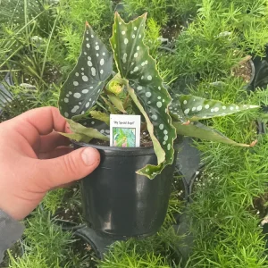 Begonia Angelwing 'My Special Angel' Live Plant – 4.5" Nursery Pot – Indoor/Outdoor - Image 5
