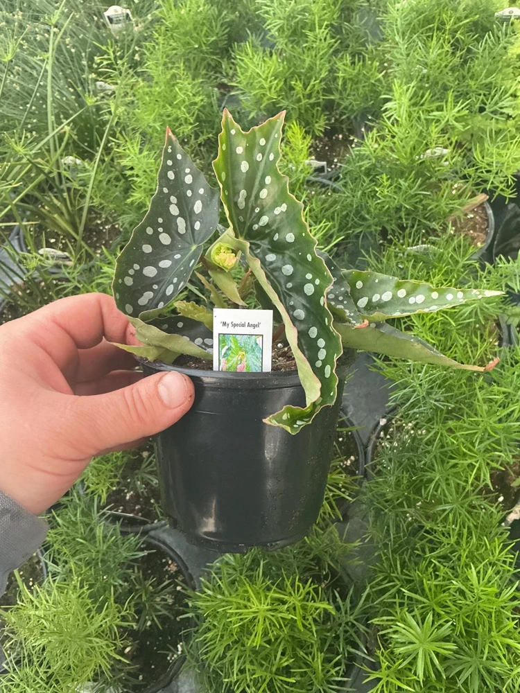 Begonia Angelwing 'My Special Angel' Live Plant – 4.5" Nursery Pot – Indoor/Outdoor - Image 5