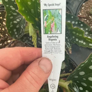 Begonia Angelwing 'My Special Angel' Live Plant – 4.5" Nursery Pot – Indoor/Outdoor - Image 6