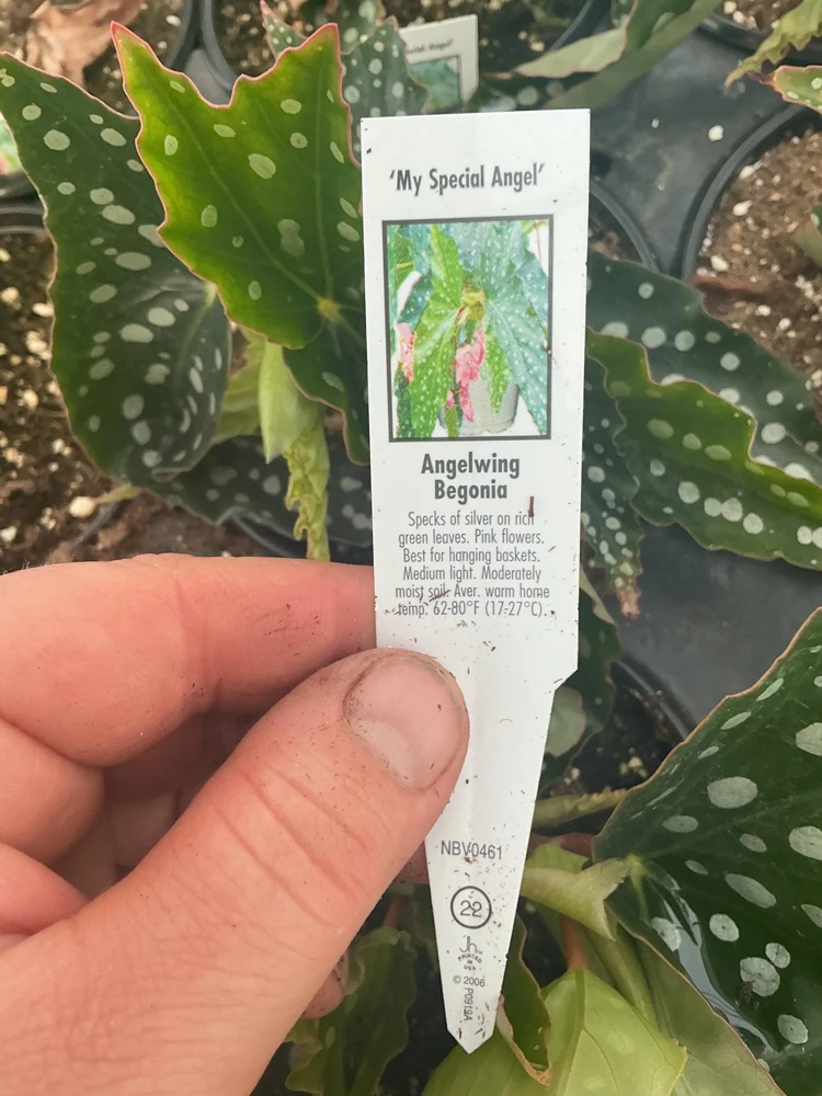 Begonia Angelwing 'My Special Angel' Live Plant – 4.5" Nursery Pot – Indoor/Outdoor - Image 6