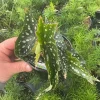 Begonia Angelwing 'My Special Angel' Live Plant – 4.5" Nursery Pot – Indoor/Outdoor - Image 1