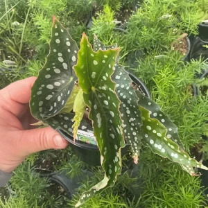 Begonia Angelwing 'My Special Angel' Live Plant – 4.5" Nursery Pot – Indoor/Outdoor - Image 1