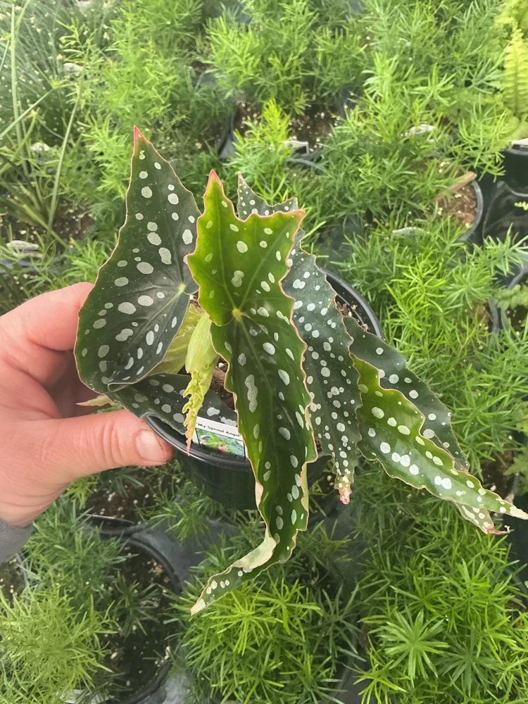 Begonia Angelwing 'My Special Angel' Live Plant – 4.5" Nursery Pot – Indoor/Outdoor - Image 1