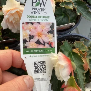 Begonia 'Double Delight Appleblossom' Live Plant – 4.5 inch Pot – Indoor/Outdoor - Image 10