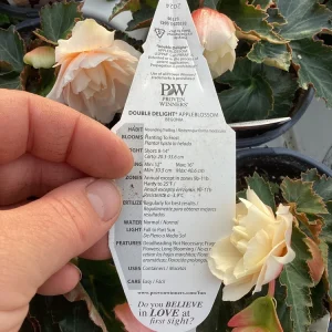 Begonia 'Double Delight Appleblossom' Live Plant – 4.5 inch Pot – Indoor/Outdoor - Image 11