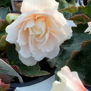 Begonia 'Double Delight Appleblossom' Live Plant – 4.5 inch Pot – Indoor/Outdoor - Image 2