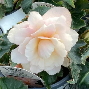Begonia 'Double Delight Appleblossom' Live Plant – 4.5 inch Pot – Indoor/Outdoor - Image 3