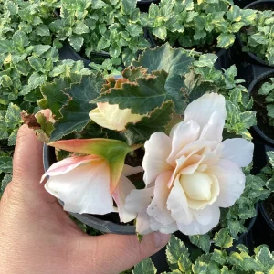 Begonia 'Double Delight Appleblossom' Live Plant – 4.5 inch Pot – Indoor/Outdoor - Image 4