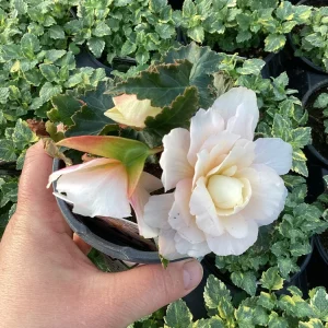 Begonia 'Double Delight Appleblossom' Live Plant – 4.5 inch Pot – Indoor/Outdoor - Image 5