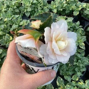 Begonia 'Double Delight Appleblossom' Live Plant – 4.5 inch Pot – Indoor/Outdoor - Image 6