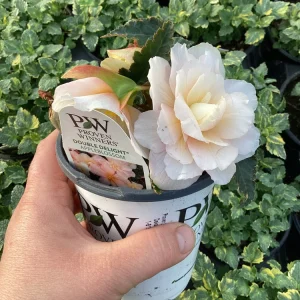 Begonia 'Double Delight Appleblossom' Live Plant – 4.5 inch Pot – Indoor/Outdoor - Image 7