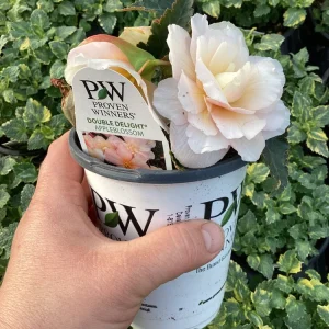 Begonia 'Double Delight Appleblossom' Live Plant – 4.5 inch Pot – Indoor/Outdoor - Image 8
