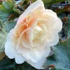 Begonia 'Double Delight Appleblossom' Live Plant – 4.5 inch Pot – Indoor/Outdoor - Image 1