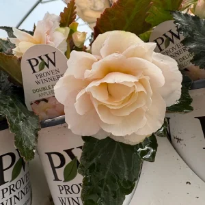 Begonia 'Double Delight Appleblossom' Live Plant – 4.5 inch Pot – Indoor/Outdoor - Image 9