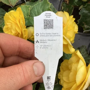 Begonia Nonstop Joy Yellow Live Plant – 4.5 inch Nursery Pot – Vibrant Yellow Flowers - Image 10