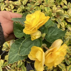 Begonia Nonstop Joy Yellow Live Plant – 4.5 inch Nursery Pot – Vibrant Yellow Flowers - Image 2