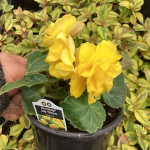 Begonia Nonstop Joy Yellow Live Plant – 4.5 inch Nursery Pot – Vibrant Yellow Flowers - Image 3
