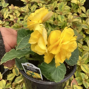 Begonia Nonstop Joy Yellow Live Plant – 4.5 inch Nursery Pot – Vibrant Yellow Flowers - Image 4
