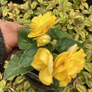 Begonia Nonstop Joy Yellow Live Plant – 4.5 inch Nursery Pot – Vibrant Yellow Flowers - Image 5