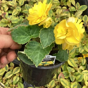 Begonia Nonstop Joy Yellow Live Plant – 4.5 inch Nursery Pot – Vibrant Yellow Flowers - Image 6