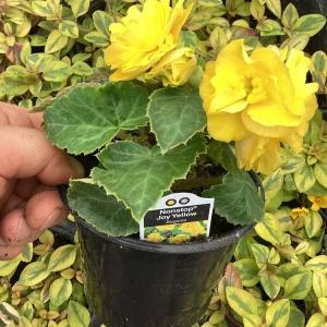 Begonia Nonstop Joy Yellow Live Plant – 4.5 inch Nursery Pot – Vibrant Yellow Flowers - Image 7