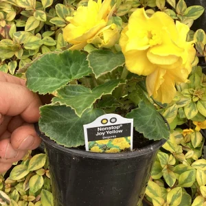 Begonia Nonstop Joy Yellow Live Plant – 4.5 inch Nursery Pot – Vibrant Yellow Flowers - Image 8