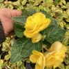 Begonia Nonstop Joy Yellow Live Plant – 4.5 inch Nursery Pot – Vibrant Yellow Flowers - Image 1