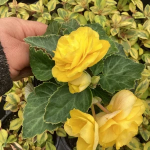 Begonia Nonstop Joy Yellow Live Plant – 4.5 inch Nursery Pot – Vibrant Yellow Flowers - Image 1