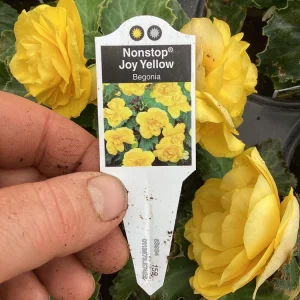 Begonia Nonstop Joy Yellow Live Plant – 4.5 inch Nursery Pot – Vibrant Yellow Flowers - Image 9
