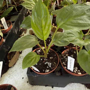 Black Bat Plant (Tacca chantrieri) Live Plant – 3 inch Pot – Unique Indoor Houseplant - Image 2