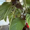 Black Bat Plant (Tacca chantrieri) Live Plant – 3 inch Pot – Unique Indoor Houseplant - Image 1