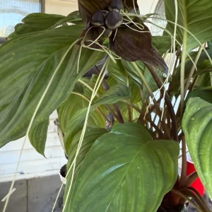 Black Bat Plant (Tacca chantrieri) Live Plant – 3 inch Pot – Unique Indoor Houseplant - Image 1