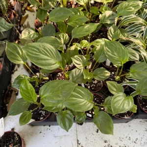 Black Bat Plant (Tacca chantrieri) Live Plant – 3 inch Pot – Unique Indoor Houseplant - Image 4