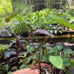 Black Coral Elephant Ear Plant - Colocasia esculenta Live Plant - 3 inch Pot - Image 2