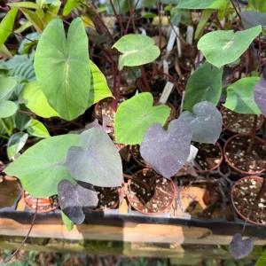 Black Coral Elephant Ear Plant - Colocasia esculenta Live Plant - 3 inch Pot - Image 3