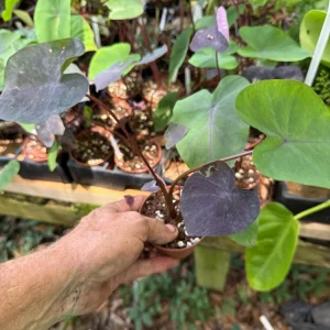 Black Coral Elephant Ear Plant - Colocasia esculenta Live Plant - 3 inch Pot - Image 4
