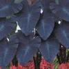 Black Coral Elephant Ear Plant - Colocasia esculenta Live Plant - 3 inch Pot - Image 1