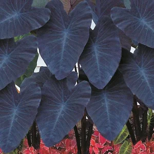 Black Coral Elephant Ear Plant - Colocasia esculenta Live Plant - 3 inch Pot - Image 1